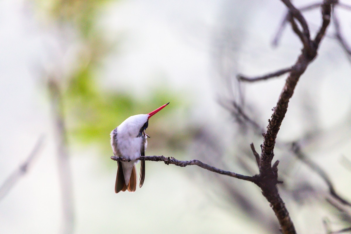 Violet-crowned Hummingbird - ML628109458