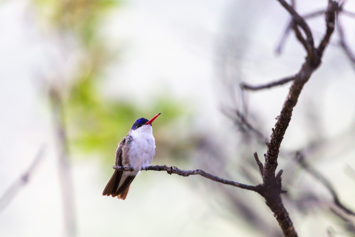 Violet-crowned Hummingbird - ML628109459