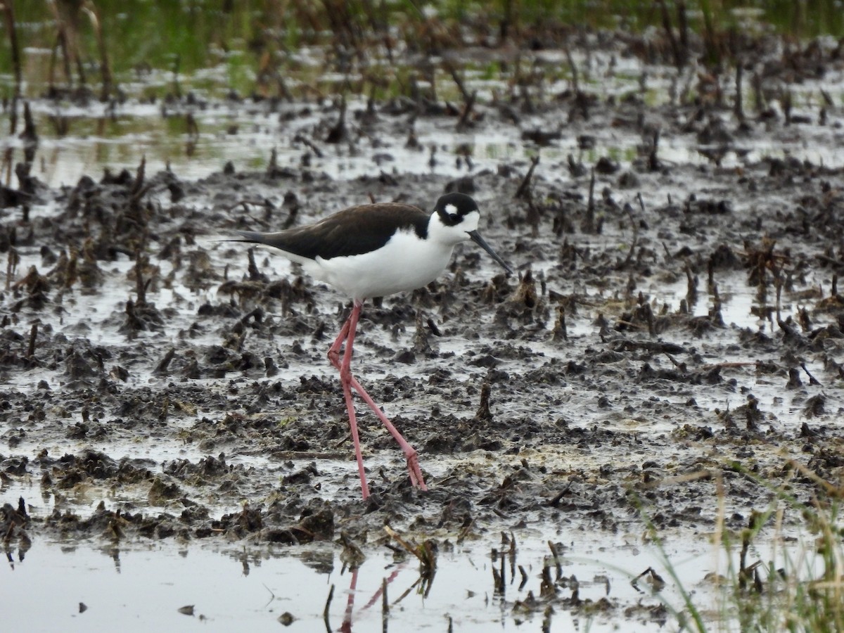 Black-necked Stilt - ML628109464