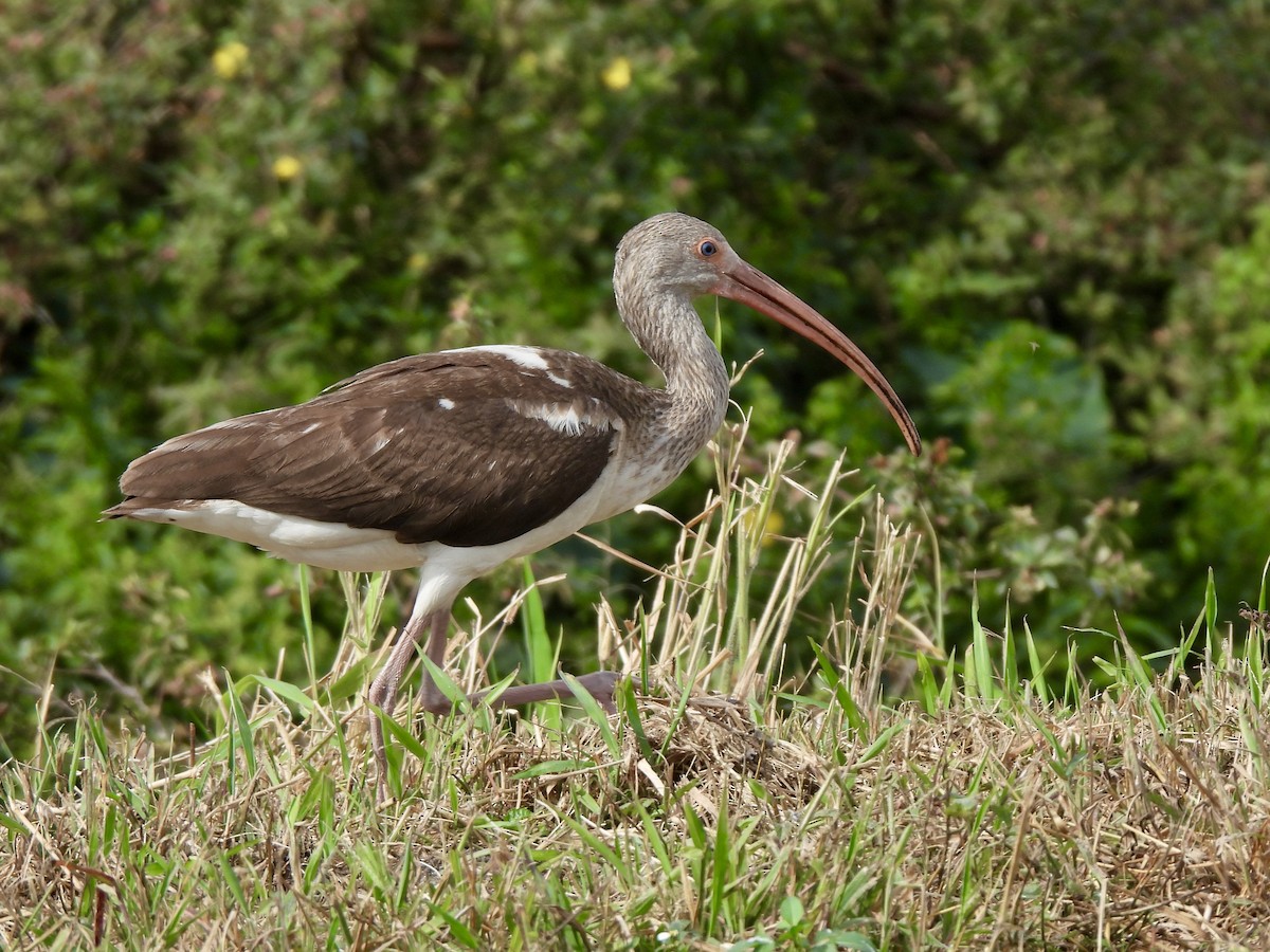 White Ibis - ML628109468