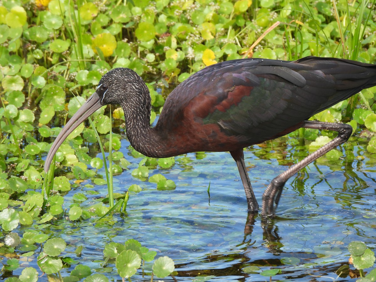 Glossy Ibis - ML628109474
