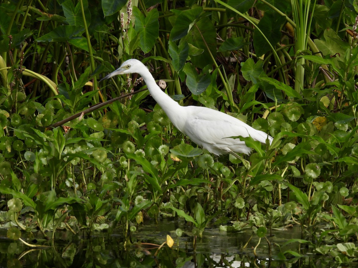 Little Blue Heron - ML628109483