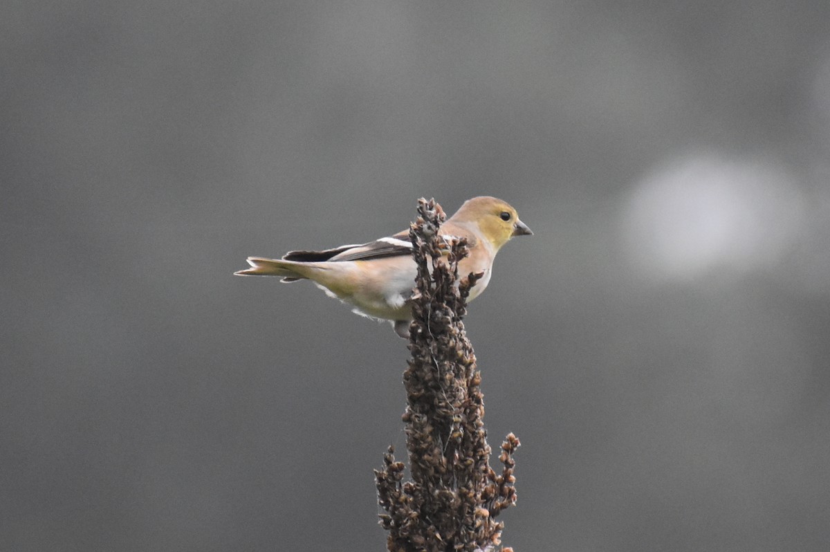 American Goldfinch - ML628109488