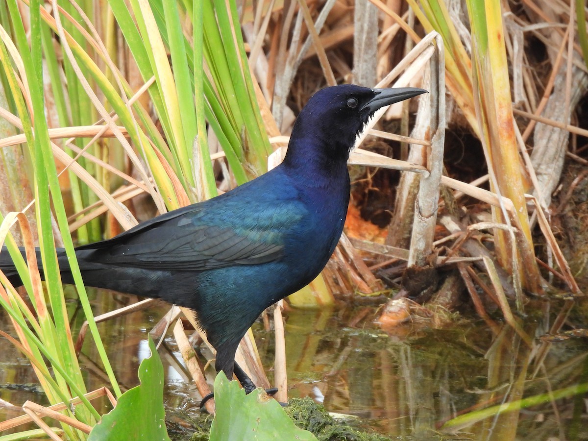 Boat-tailed Grackle - ML628109506
