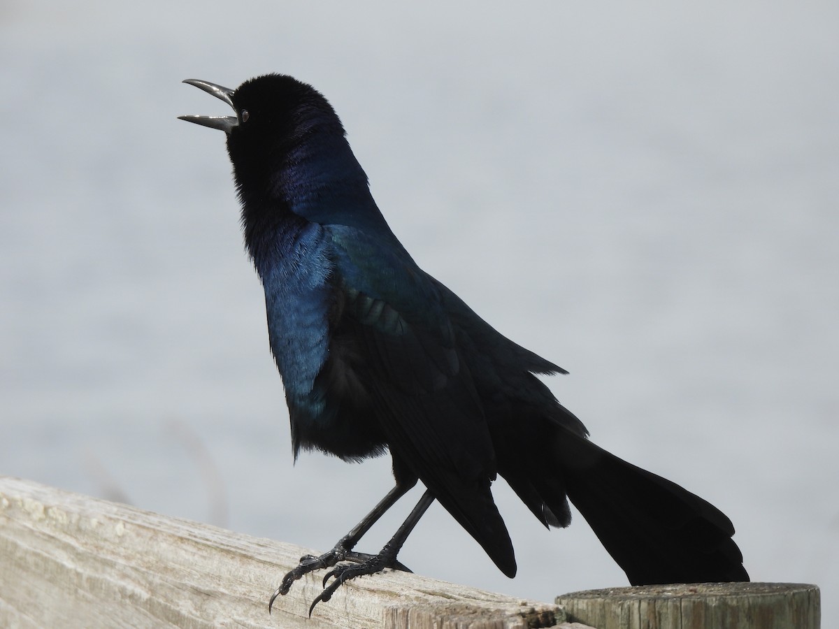 Boat-tailed Grackle - ML628109507