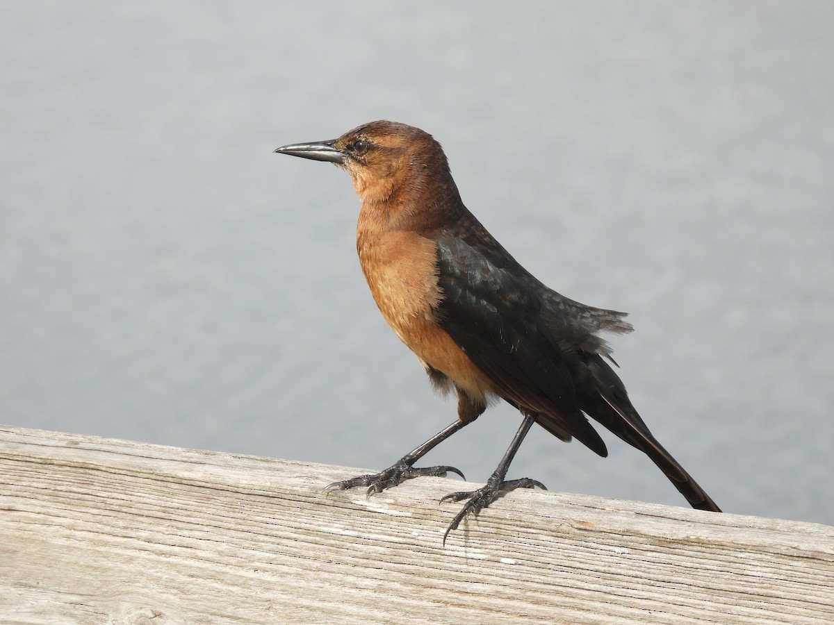 Boat-tailed Grackle - ML628109510