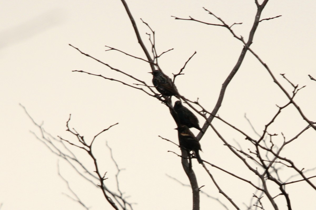 Red-winged Blackbird - ML628109515