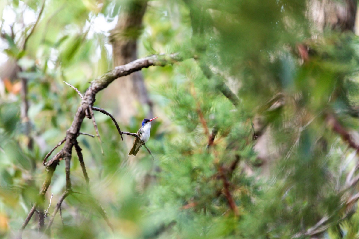 Violet-crowned Hummingbird - ML628109528