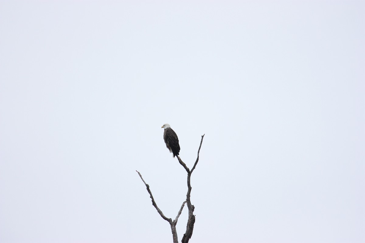 Bald Eagle - ML628109545