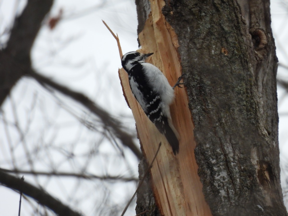 Hairy Woodpecker - ML628109553