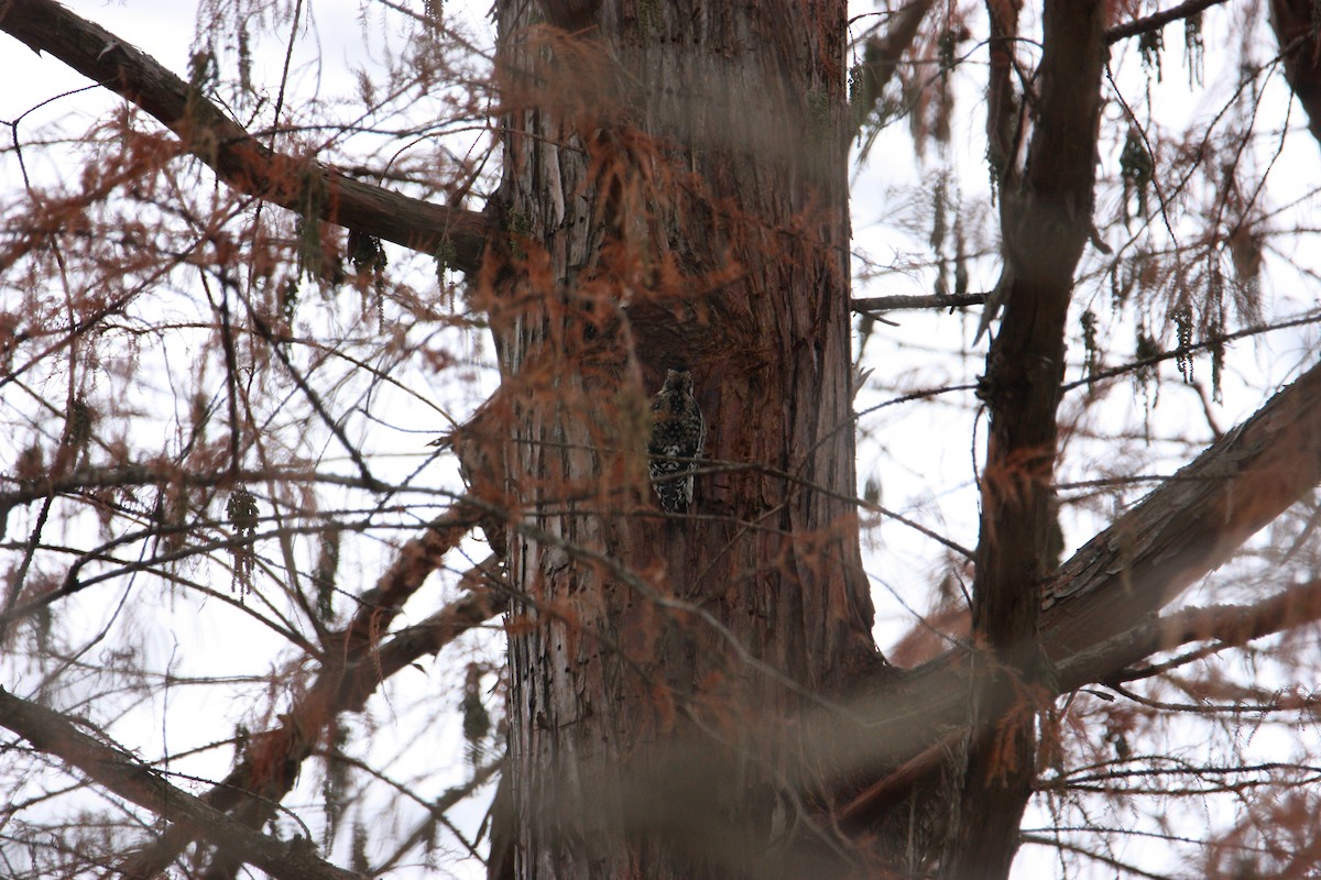 Yellow-bellied Sapsucker - ML628109564