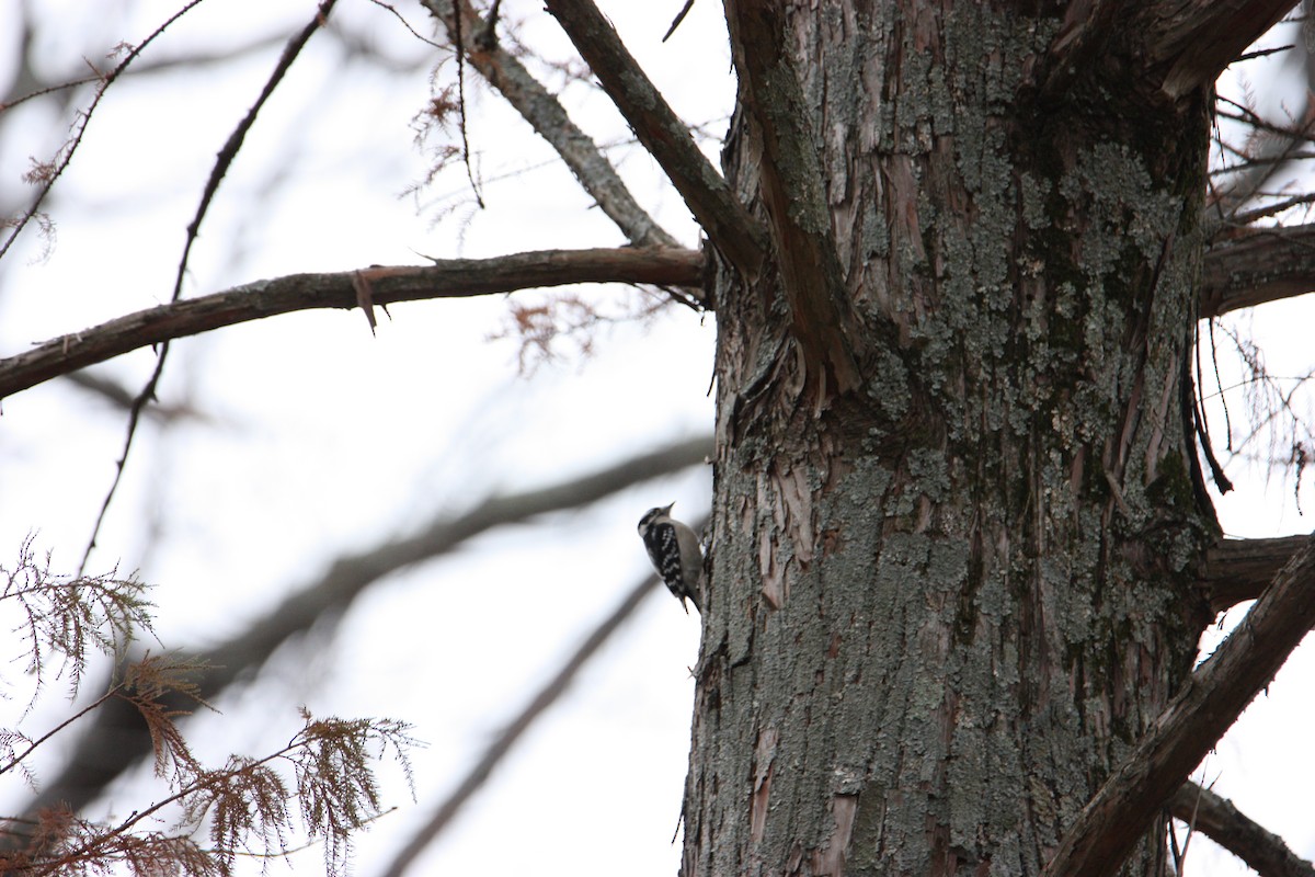 Hairy Woodpecker - ML628109570