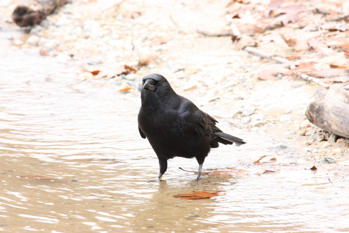 American Crow - ML628109578