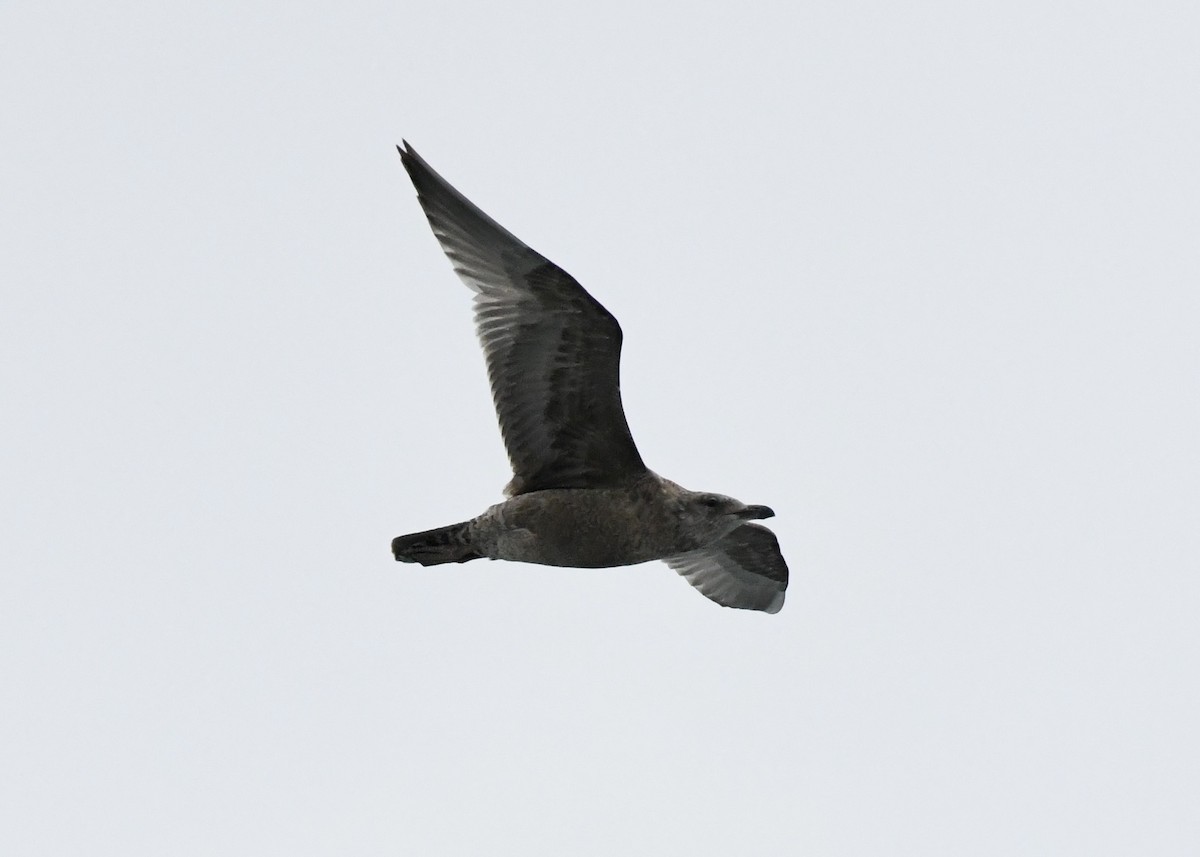 American Herring Gull - Suzanne Zuckerman