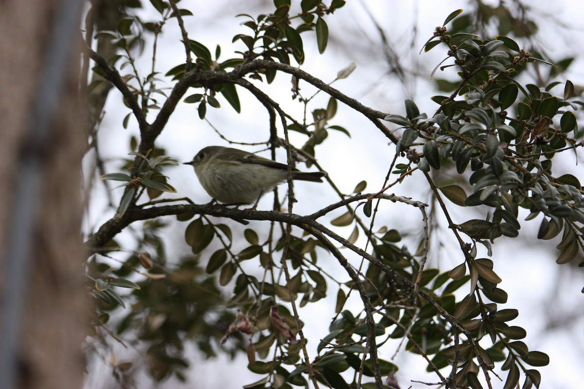 Ruby-crowned Kinglet - ML628109588