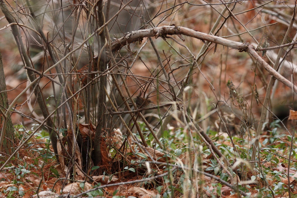 Winter Wren - ML628109593