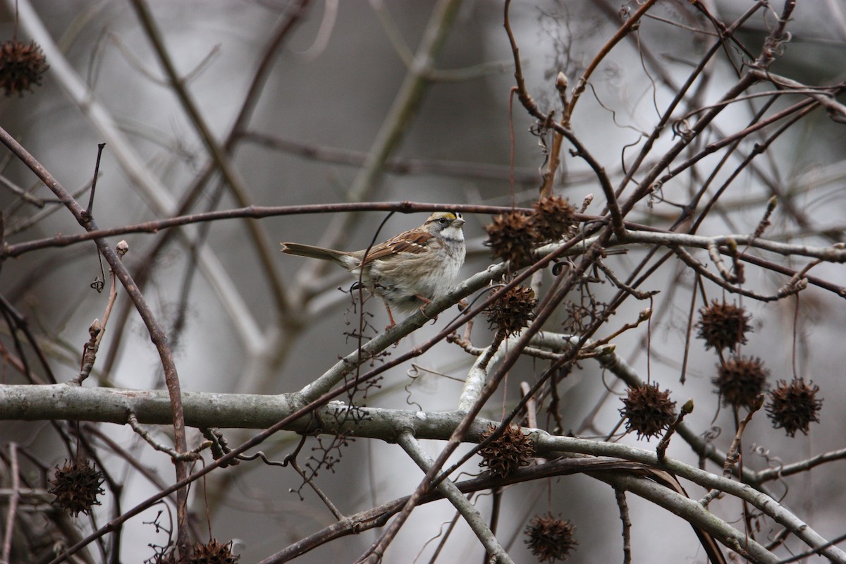 White-throated Sparrow - ML628109609