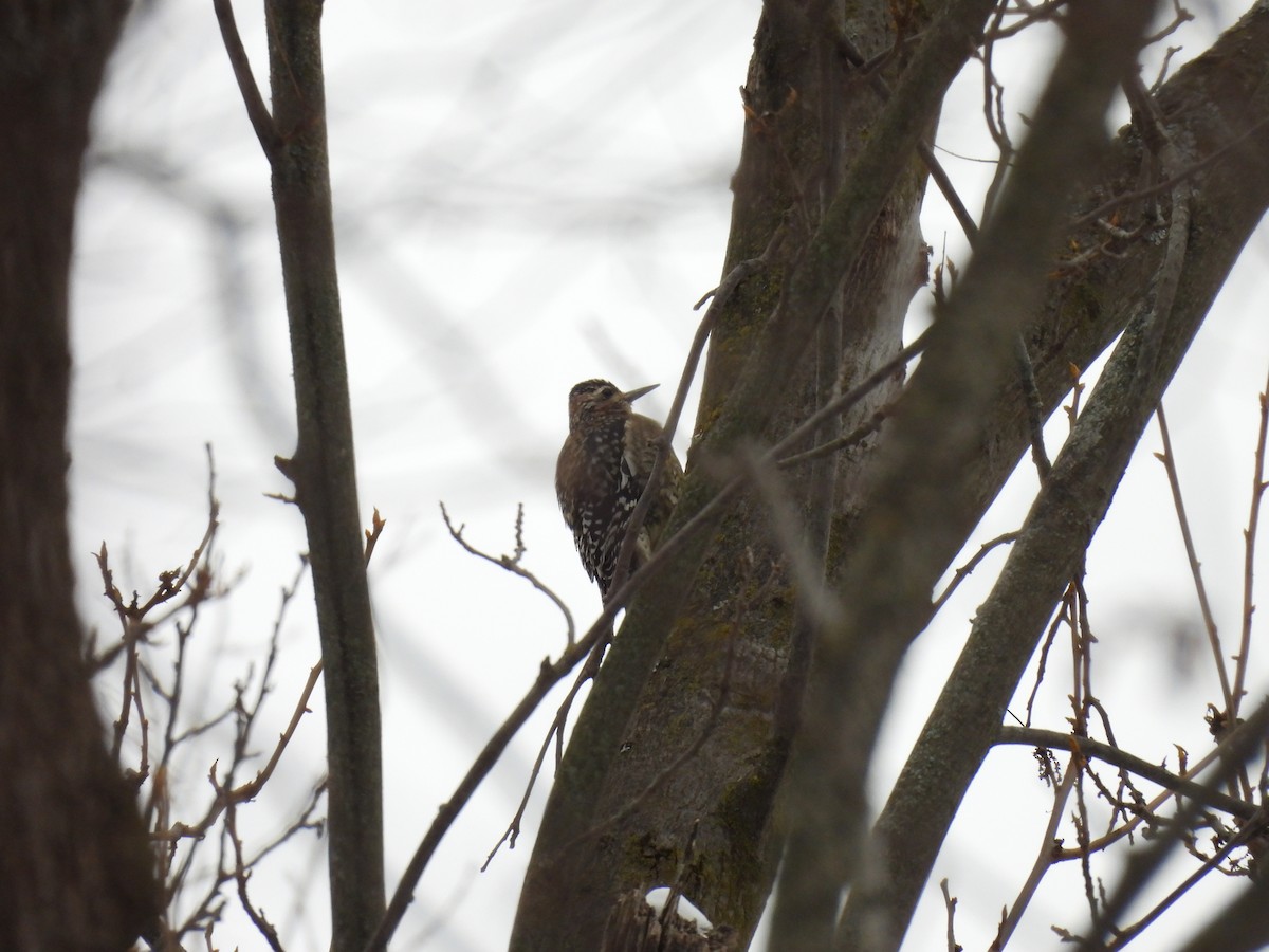 Yellow-bellied Sapsucker - ML628109651