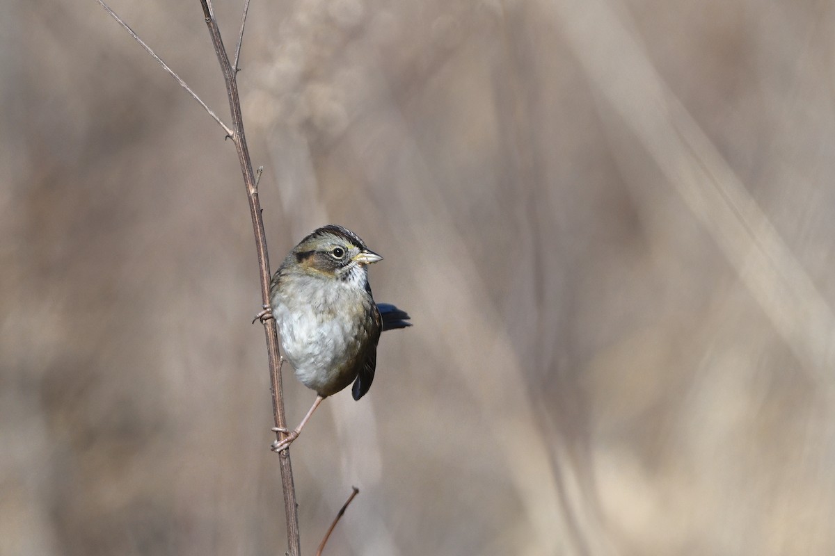 Swamp Sparrow - ML628109676