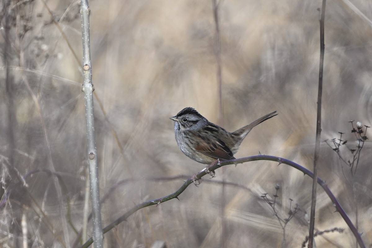 Swamp Sparrow - ML628109677