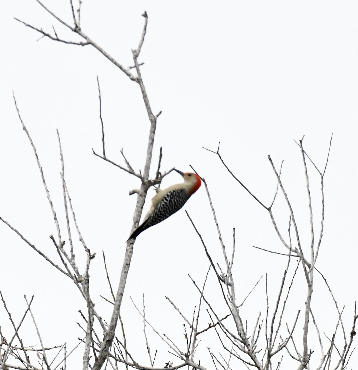 Red-bellied Woodpecker - ML628109695