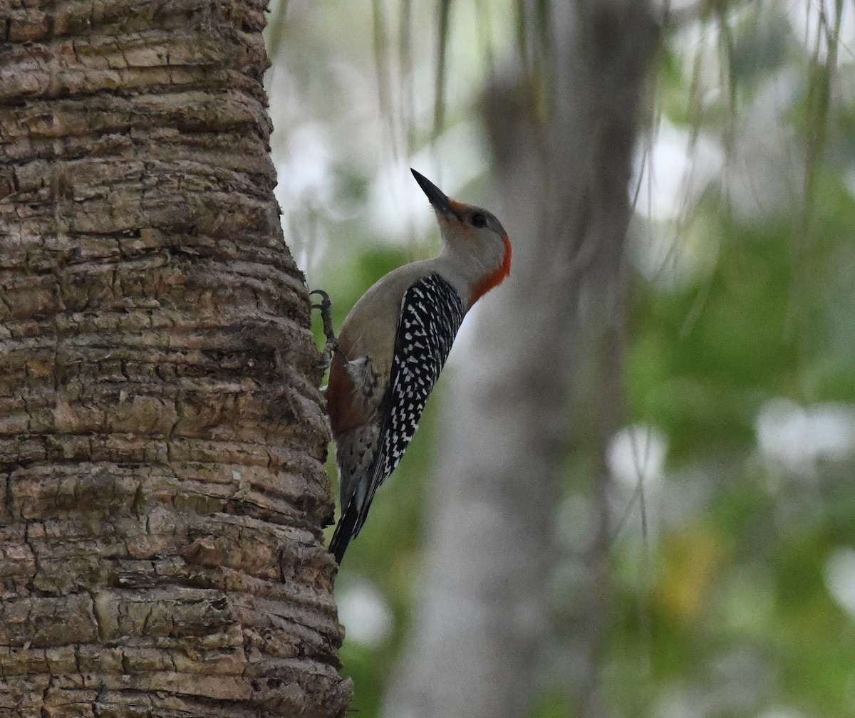 Red-bellied Woodpecker - ML628109696