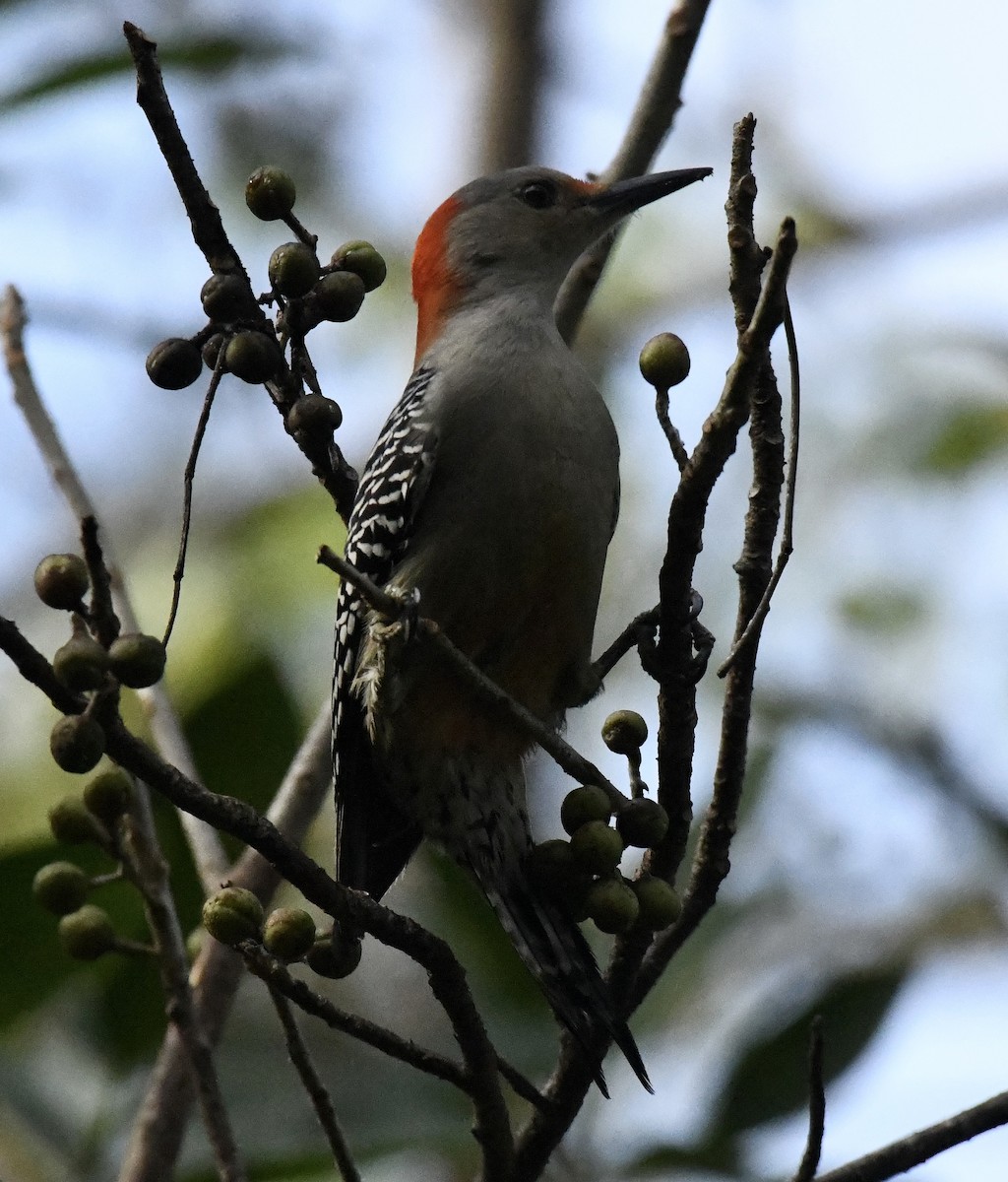 Red-bellied Woodpecker - ML628109697