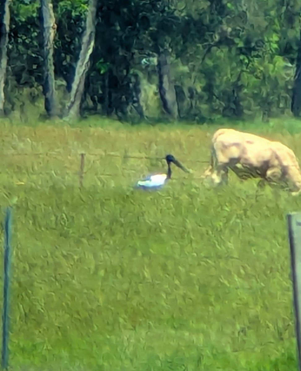 Ebird Checklist Dec Tweed Coast Road Chinderah New