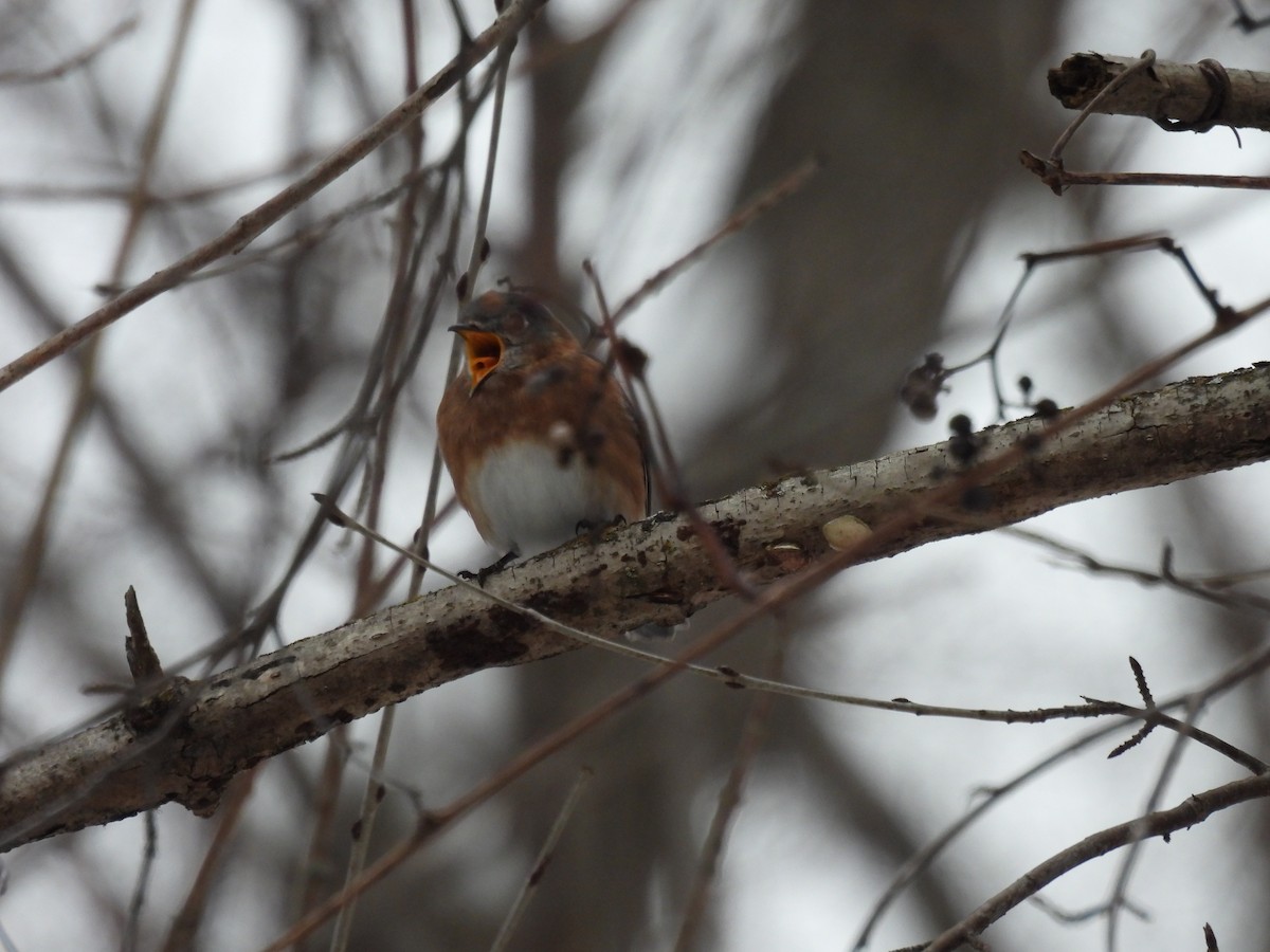 Eastern Bluebird - ML628109778