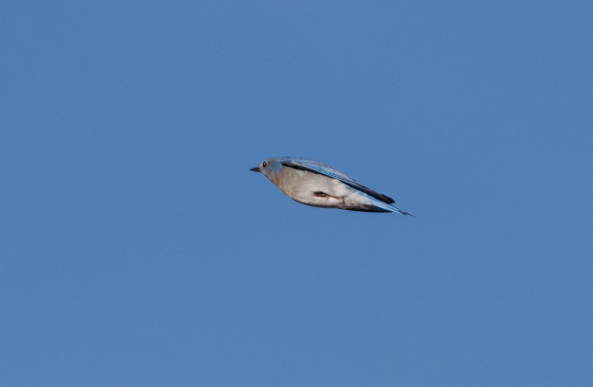bluebird sp. - ML628109839