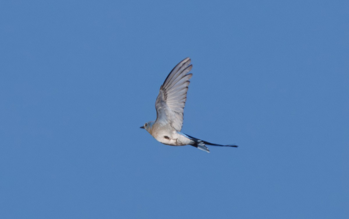 bluebird sp. - ML628109842