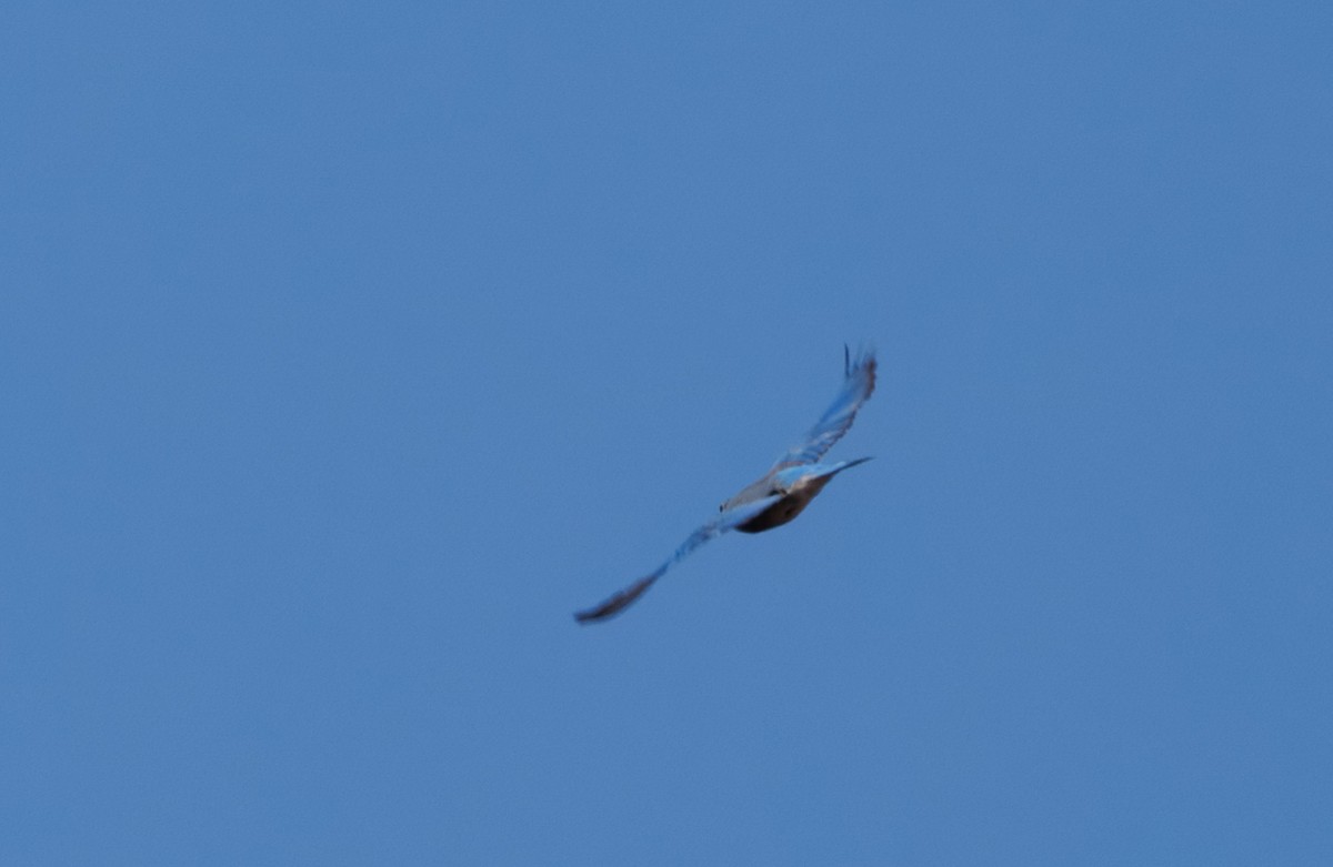 bluebird sp. - ML628109845