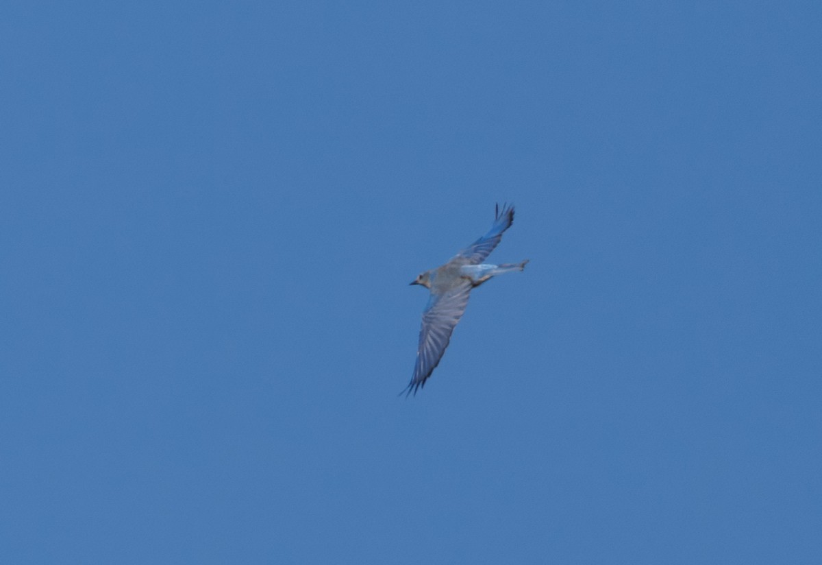 bluebird sp. - ML628109850