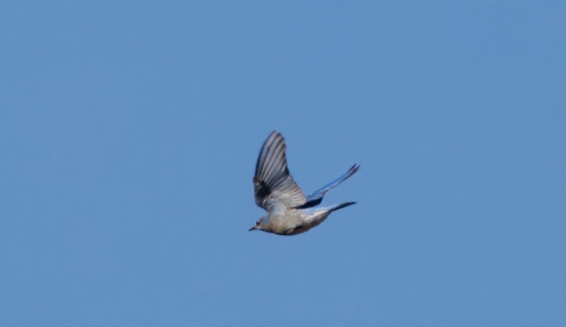 bluebird sp. - ML628109854