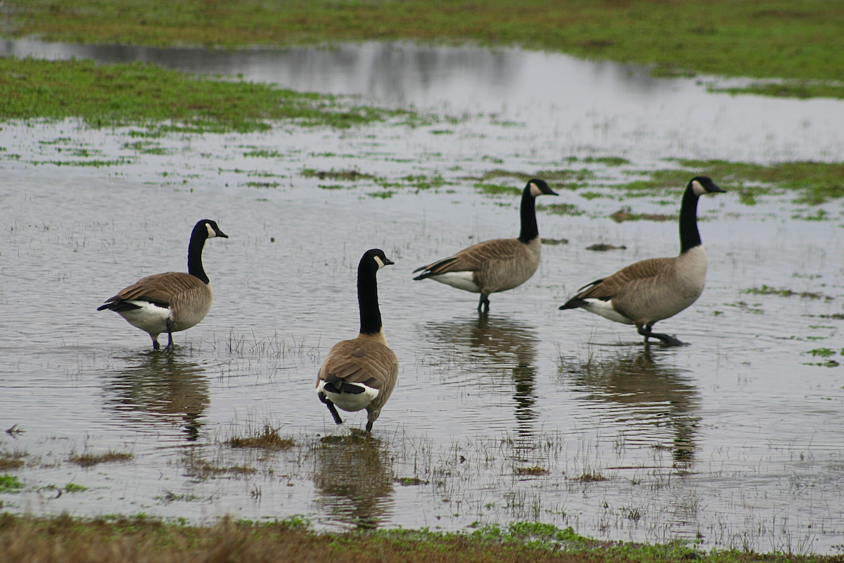 Canada Goose - ML628109855