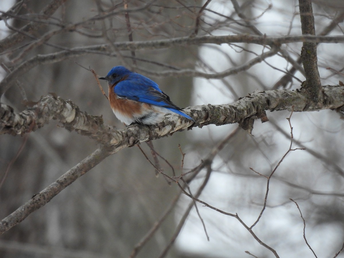 Eastern Bluebird - ML628109856