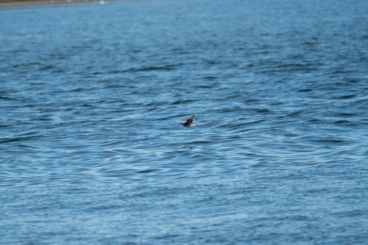 Long-tailed Duck - ML628109866
