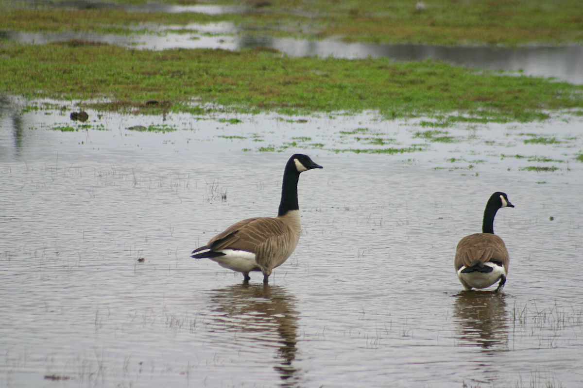 Canada Goose - ML628109867