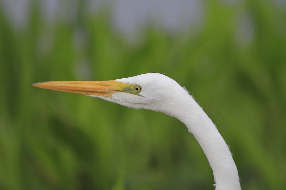 Great Egret - ML628109870