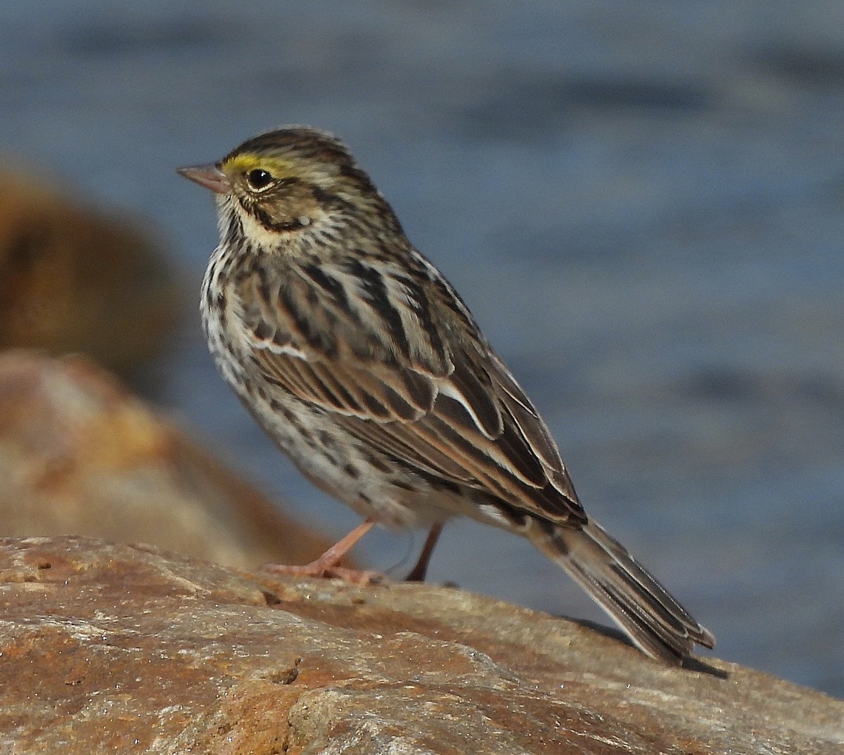 Savannah Sparrow - ML628109871