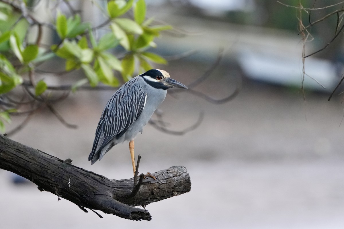 Yellow-crowned Night Heron - ML628109872