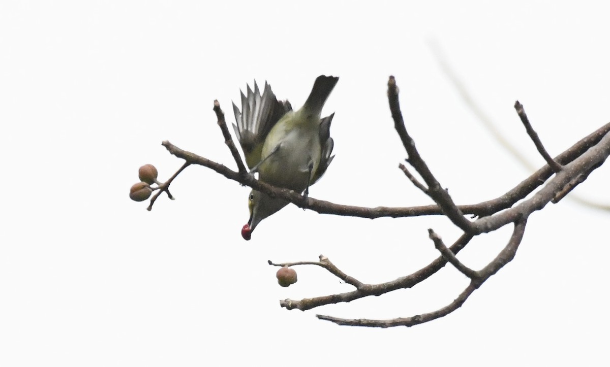 White-eyed Vireo - ML628109873