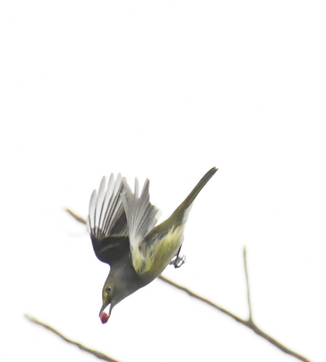 White-eyed Vireo - ML628109874