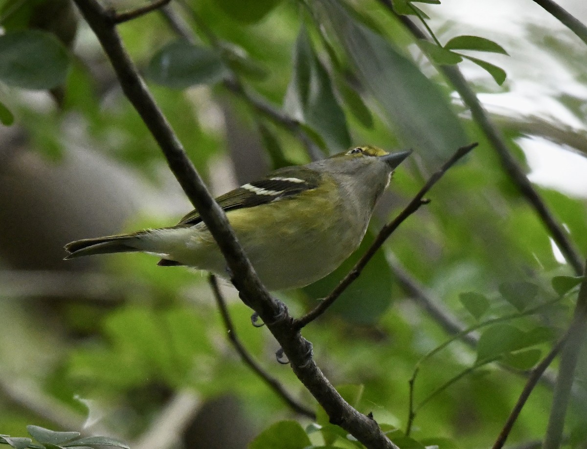 White-eyed Vireo - ML628109875