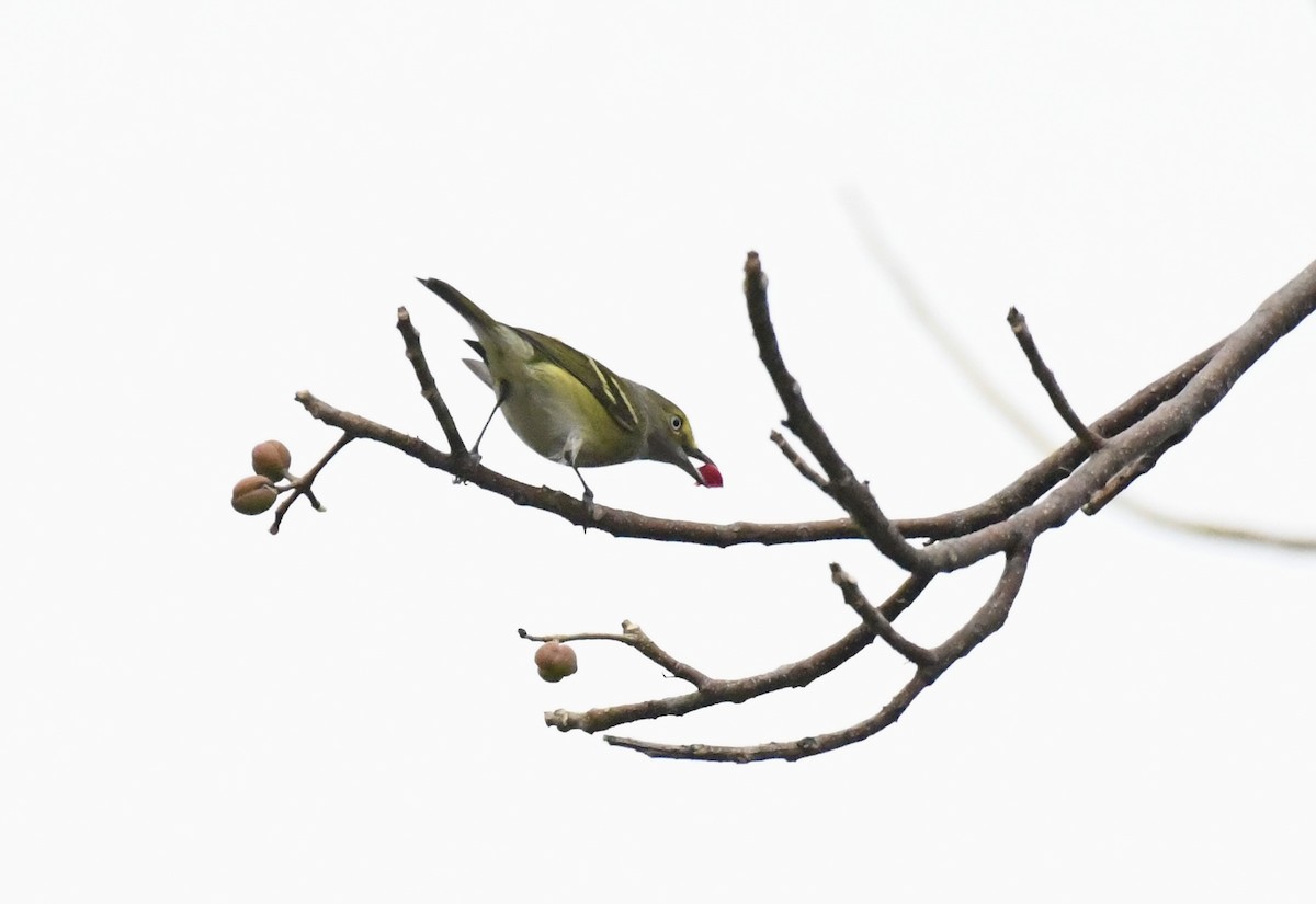 White-eyed Vireo - ML628109876