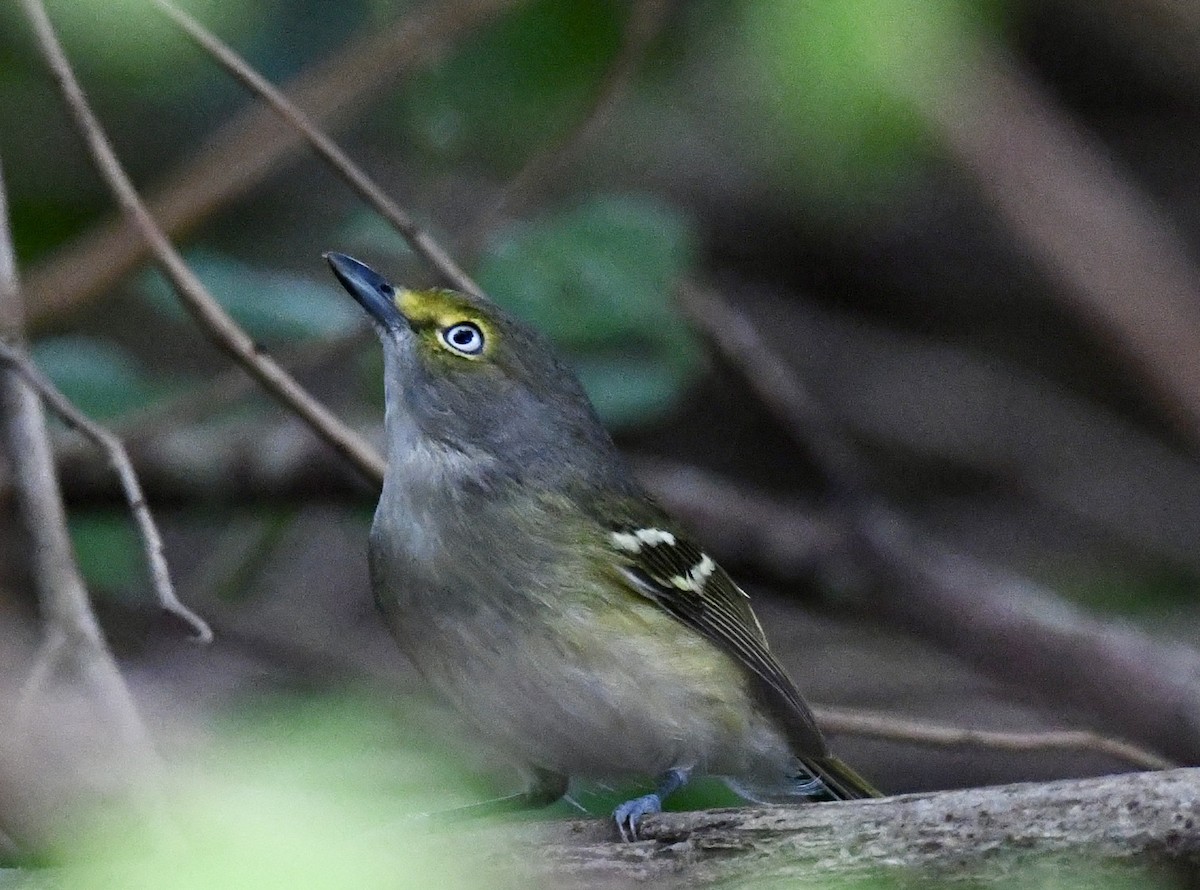 White-eyed Vireo - ML628109877