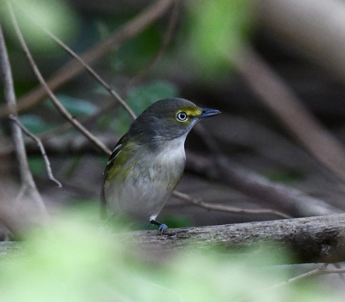 White-eyed Vireo - ML628109878