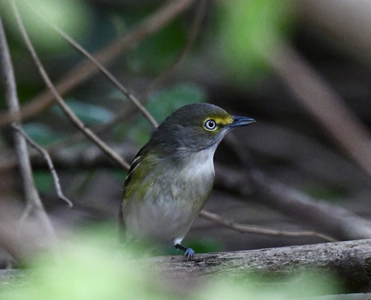 White-eyed Vireo - ML628109879