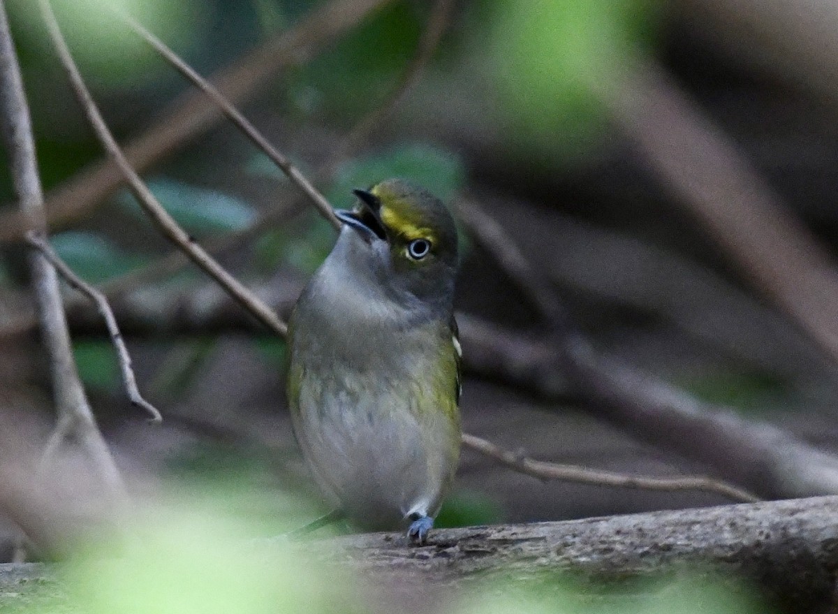 White-eyed Vireo - ML628109880