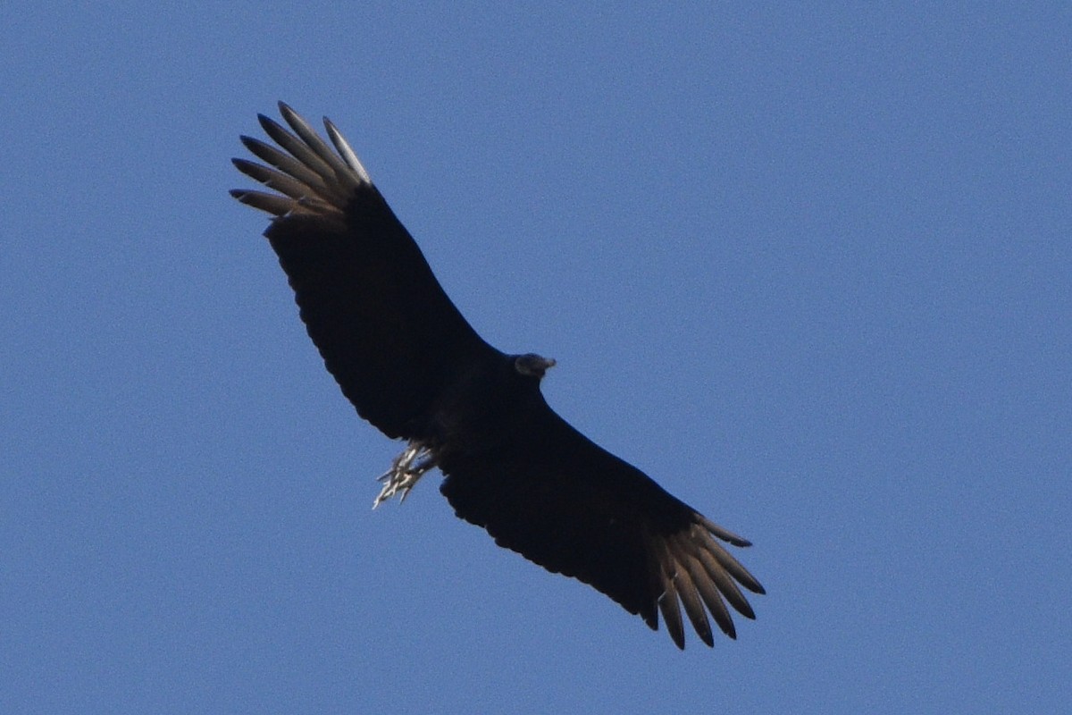 Black Vulture - ML628109881